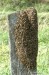 včela medonosná (Ostatní), Apis mellifera ()